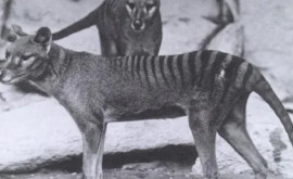 Oamenii de știință au recuperat ADNul lupului tasmanian dispărut
