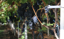 Минсельхоз представил список компаний закупающих виноград
