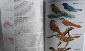 Несколько птиц включенных в Красную книгу найдены мертвыми в селе Чимишлийского района