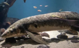 Acvariul Steinhart din SUA găzduiește un pește ce a trecut de centenar