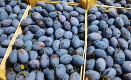 Care ar putea fi recolta de prune în acest an în Moldova