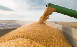 В Молдове введено лицензирование импорта зерновых 