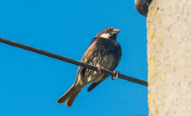 Măsuri speciale de protecție a păsărilor pe piloni