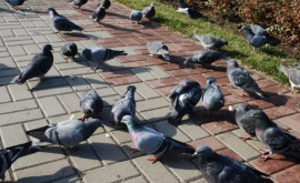 Locuitori disperați porumbeii au pus stăpînire pe mai multe cartiere din Londra