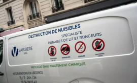 Во Франции закрыли 7 школ изза нашествия клопов