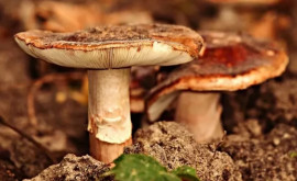 Растет число случаев отравления грибами
