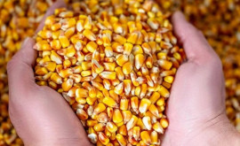 Фермеры собрали почти вдвое больше кукурузы чем в прошлом году