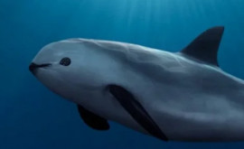 Маленьким китообразным под названием вакита грозит полное вымирание 