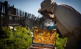 Scad exporturile de miere Apicultorii abia de își recuperează investițiile