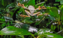 Один из видов лягушек маскируется подражая помету чтобы спастись от хищников исследование