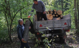 Спрос высокий запасов недостаточно Как продаются дрова в лесных массивах