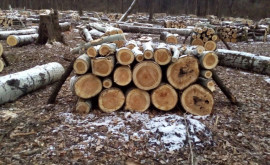 В этом году цены на дрова выросли