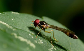 С потеплением климата насекомые становятся более выносливыми 