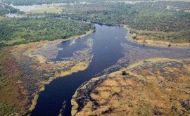 В Африке обнаружена одна из самых темных рек в мире