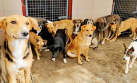 В Комрате уличных собак поместят в приют для бездомных животных