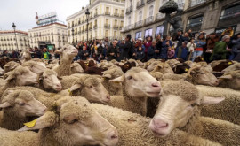 Более тысячи овец и коз заполонили центр Мадрида