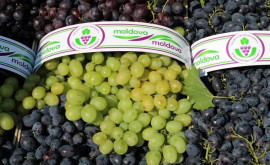 Молдова наращивает экспорт столового винограда 