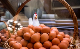 Россия запретит экспорт мяса птицы и яиц
