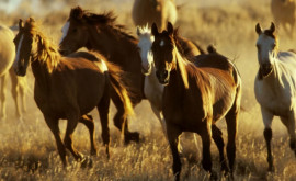 Австралия планирует истребить тысячи диких лошадей