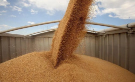 Китайские импортеры активизировали закупку пшеницы 