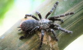Гигантский паук стал причиной дорожнотранспортного происшествия в национальном парке Калифорнии