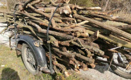 Hoții de lemne luați la ochi de inspectorii de mediu