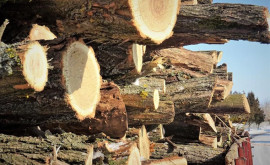 Холодный сезон в Молдове сколько стоят дрова