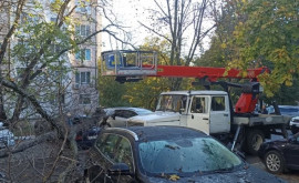В столичном секторе Ботаника упало дерево повредив несколько автомобилей 