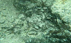 У острова Сардиния в море нашли клад с древнеримскими монетами