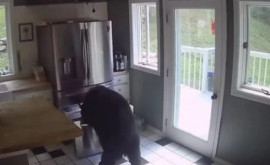 В США на видео попал медведь который пробрался в дом и украл еду из холодильника