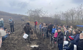 Президент Майя Санду посадила деревья в Резенах