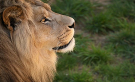 Тревога в маленьком итальянском городке из цирка сбежал лев