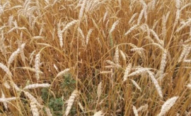 В Испании подсчитали выгоды от выращивания органической пшеницы местных сортов 