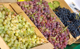 В Молдове сохраняется высокий темп экспорта столового винограда 