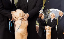 У Кодруца есть дипломатический паспорт Звездную собаку выгуляли сразу три президента