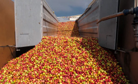 Сколько яблок будет переработано в Молдове