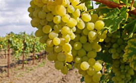 Плантации каких сортов столового винограда будут субсидировать в Молдове 