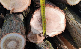 Несколько жителей Глодянского района незаконно вырубили десятки деревьев акации