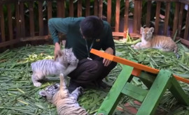 Trei pui de tigru au fost prezentați în China