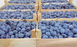 Prețul prunelor moldovenești se menține la un nivel record 