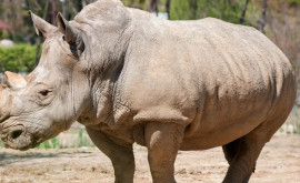 В Индонезии родился самый маленький суматранский носорог находящийся под угрозой исчезновения
