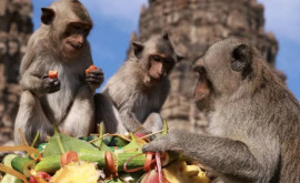 Город в Таиланде штурмовали обезьяны