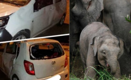 O turmă de elefanți a călcat în picioare o mașină după ce șoferul a lovit un pui pe o autostradă din Malaezia 