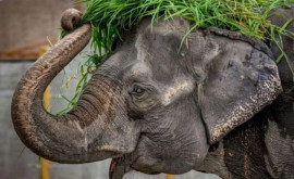 В зоопарке Манилы умерла 40летняя слониха Мали