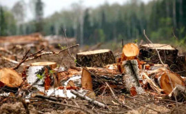 Un caz de tăiere ilegală a pădurii înregistrat în sudul țării