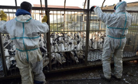 Franța sporește nivelul de alertă pentru gripa aviară