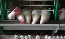 În Rusia procurorii vor verifica producătorii de ouă din cauza creșterii prețurilor