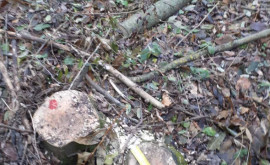 Razii la Dondușeni împotriva tăierilor ilegale de arbori