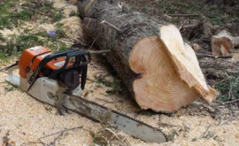 В Унгенах выявлена незаконная вырубка деревьев