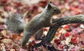 Veveriţele de la o grădină zoologică din Japonia decimate de o posibilă otrăvire involuntară